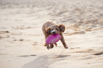 Labradoodle leaps midair on sandy beach to catch a frisbee, ears flying, tongue out—capturing dynamic motion, canine agility, and pure joy in a sunlit coastal scene.