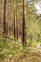 Sunny Pine Forest Trail in Summer