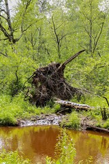 Large Tree Stump and Fallen Trunk in Summer Wetland Forest