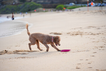 Labradoodle playing on sandy beach with frisbee. Capturing animal having fun on summer day.