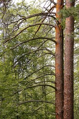 Twisted Pine Branches Against Summer Foliage