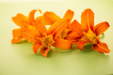 Fresh garden orange lilies close-up