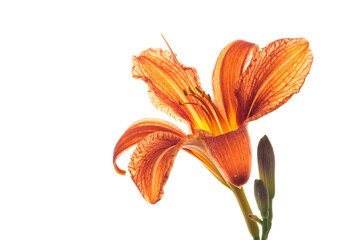 Decorative garden orange lilies on white background