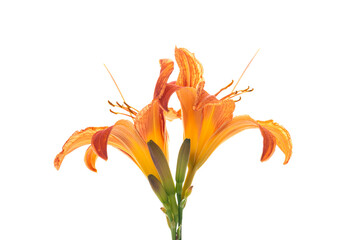 Orange with red tint garden lilies