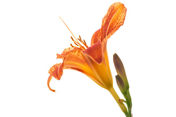Flower arrangement of orange lilies without background