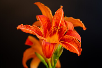 Orange lily flowers on black background