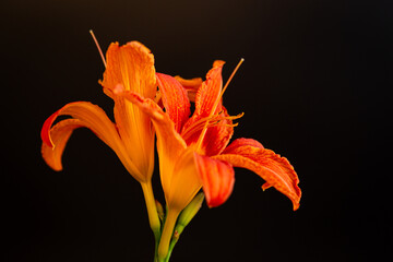 Beautiful bouquet of orange lilies on black background