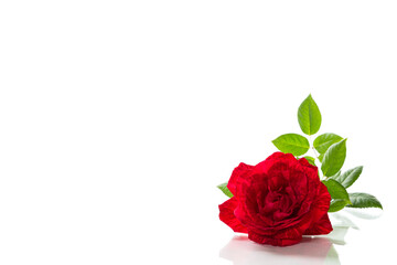 Fototapeta premium Beautiful classic rose with dew drops