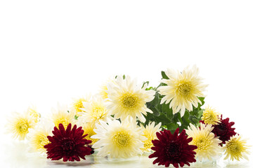 white background with bright chrysanthemums