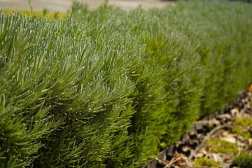 Vibrant Green Lavender Plants Flourishing in Beautiful Garden Setting Surrounded by Nature