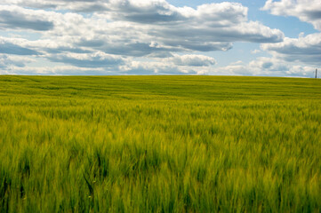 Golden wheat field stretches across the horizon, swaying gently in the breeze beneath a bright blue...