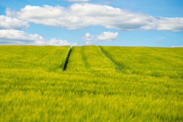 Lush green wheat fields shimmer under sunlight, featuring tire tracks leading across the vibrant...
