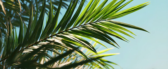 Fototapeta premium Palm Sunday concept: green palm tree leaves on natural sky