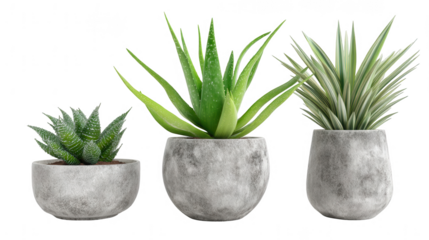 three potted plants isolated on a white background, png, transparent