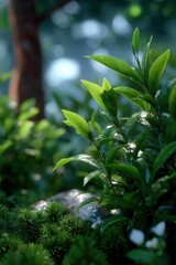 Obraz premium Lush green tea plant with vibrant new leaves growing under natural sunlight in a healthy organic garden setting