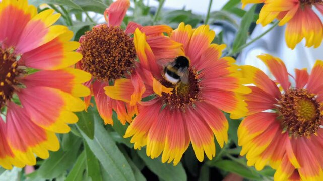Die Kokardenblume 'Arizona Sun mit Hummel