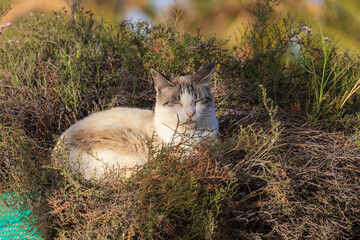 A feral white cat rests in a sand dune area