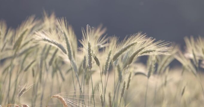 cornfield close up waving in backlite