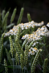 Barley and chamomile flower in the garden 