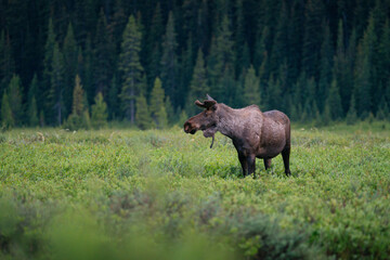 Fototapeta premium A wild moose walking in its natural forest habitat.