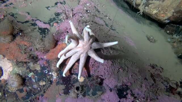 In the Arctic waters, a pale ten-armed starfish clings to a rock formation covered in algae. Captured underwater in the White Sea habitat, it showcases this unique sea creature.