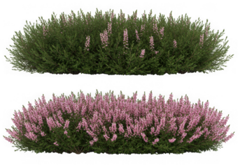 Two lush heather bushes, one in full pink bloom and one with green foliage, isolated on transparent background