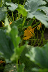 Zucchini plant flower blooming in the garden 