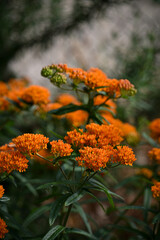 orange flowers in the garden
