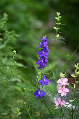 Little purple flowers in the garden 