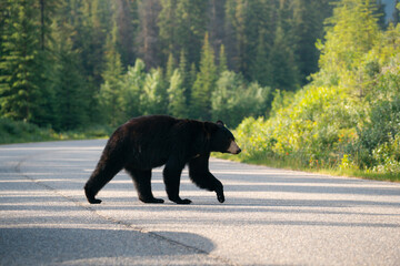 A wild black bear walking along the roadside in its natural forest habitat