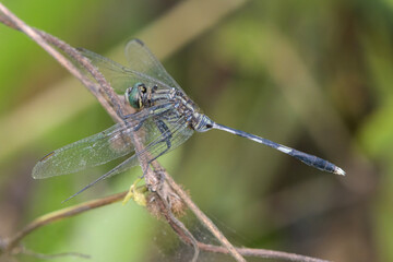 Orthetrum sabina, the slender skimmer or green marsh hawk, a species of dragonfly in the family...