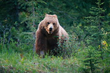 Fototapeta premium Wild grizzly bear seeing near the road 