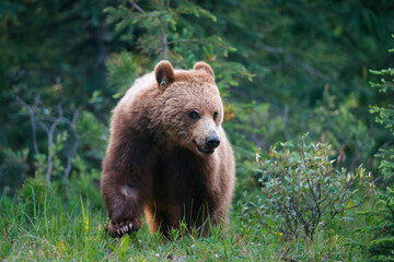Fototapeta premium Wild grizzly bear seeing near the road 
