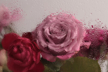 Smoke selected soft focus pink Rose Flower through glass with wet flow water drops. Abstract...