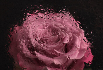 Smoke selected soft focus pink Rose Flower bud through glass with wet flow water drops. Abstract...