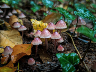 Small pink mycena mushrooms growing on decaying wood among autumn leaves and ivy in a damp forest. 