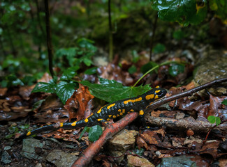 A salamander with vivid yellow spots crawling on wet forest floor in the Bükk Mountains near Lillafüred.