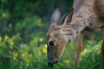A wild mule deer in its natural habitat