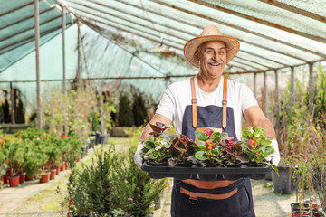 Greenhouse worker holding flower pots
