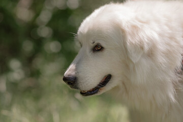GreatPyrenees dog portrait park: White dog looks outdoors in summer, probably enjoying a walk.
