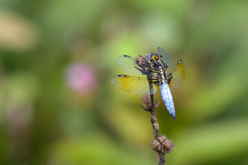 Palpopleura sexmaculata, commonly known as the Asian widow or blue-tailed yellow skimmer, at Dosdewa, Karimganj, Assam, India
