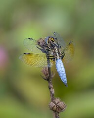 Palpopleura sexmaculata, commonly known as the Asian widow or blue-tailed yellow skimmer, at Dosdewa, Karimganj, Assam, India