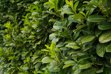 laurel bush hedge close up