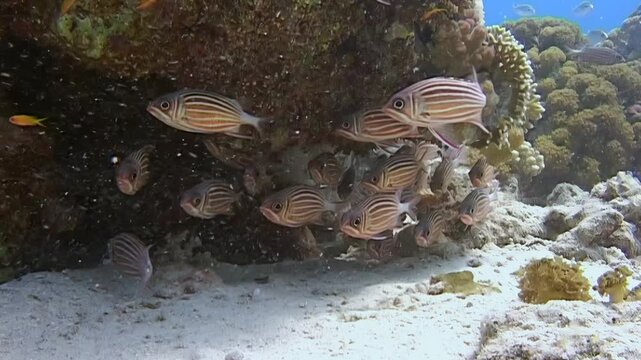 A group of Soldierfish finds refuge under a coral overhang during daylight hours in the Red Sea. These nocturnal fish spend their days in shaded areas.