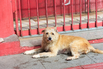 The street dog sitting on the sidewalk.