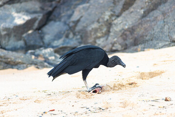 A black vulture on the sand of a beach eating a dead fish. Wild animal in search of food.