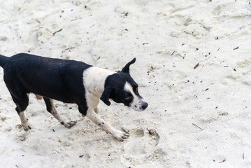 Portrait of a black and white stray dog ​​walking on the sand of a beach.