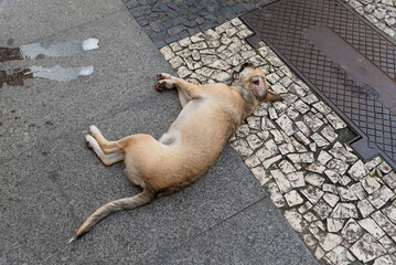 A caramel brown dog lying sleeping on the ground of a street.
