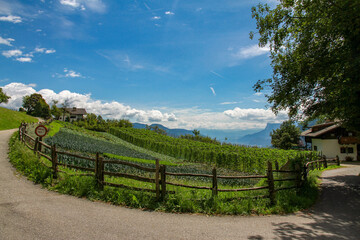 Curving gravel road in Velloi village with traditional Tyrolean fences, vineyards and gardens under sunny skies. Dolomites in the distance. Authentic South Tyrol countryside.
