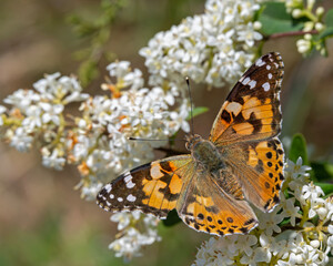 Sommerboten unter sich – Distelfalter trifft Jasmin